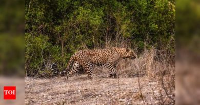 बिबट्याने 2022 पासून दुस drod ्यांदा डीआरडीओच्या पुणे प्रयोगशाळेच्या कॅम्पसमध्ये स्पॉट केले बिबट्याने 2022 पासून दुस drod ्यांदा डीआरडीओच्या पुणे प्रयोगशाळेच्या कॅम्पसमध्ये स्पॉट केले