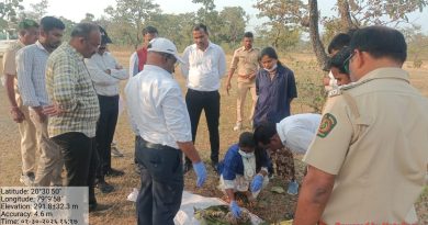 दसोड्याच्या जंगलात वाघिणीच्या बछड्याचा मृत्यू , नैसर्गिक मृत्यूचा प्राथमिक अंदाज; अवघ्या एक महिन्याचा होता बछडा