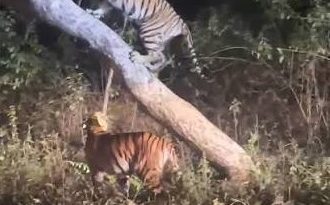 खुर्सापार–गिरड जंगलातील वाघ ‘गायब’ ..! वाघांचे कुटुंब विखुरले, वेगवेगळ्या दिशेने स्थलांतर