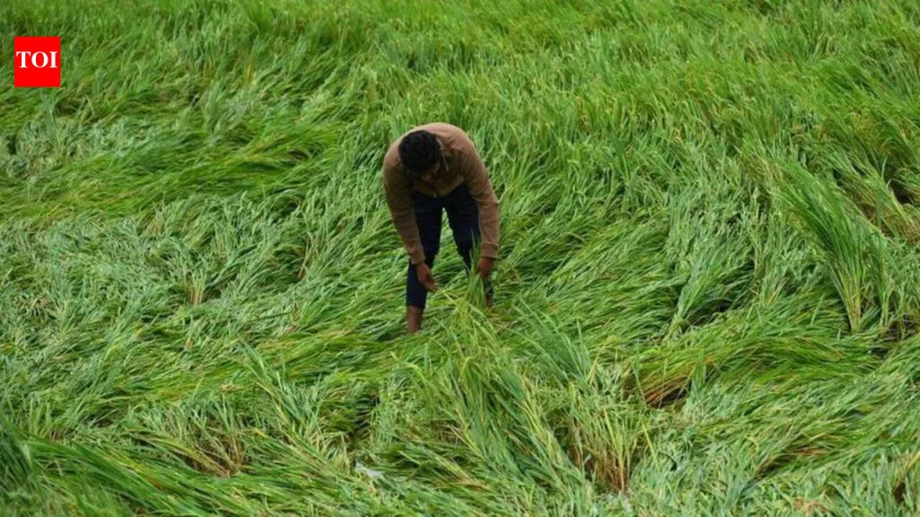 अवकाळी पावसामुळे फळे, गहू, हिरवे चणे 1,400 हेक्टरवरील नुकसानः राज्य कृषी विभाग