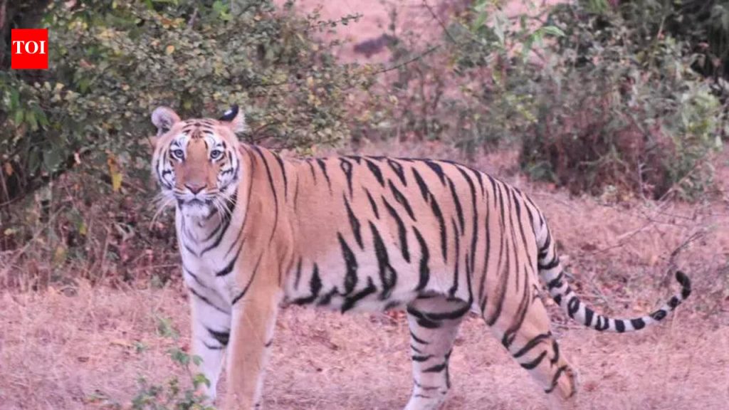 तारा, चंदा आणि हिरकणी या वाघिणी STR पर्यटनाला चालना देतात