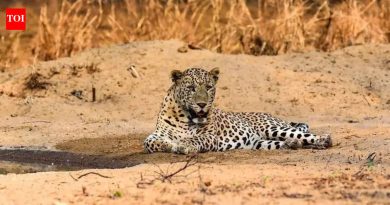 भारतातील पहिला बिबट्या इम्युनो-गर्भनिरोधक पायलट जुन्नरमध्ये सुरू, 5 महिला विमानात